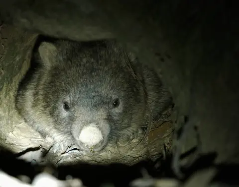 Tell Forestry Corporation not to destroy her home