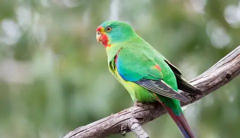 Help save critically endangered Swift Parrots