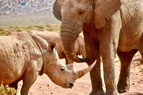 Ban Australia’s domestic trade in ivory