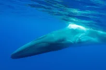 IFAW Iceland whaling campaign image