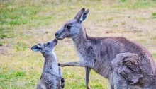 Kangaroos Alive