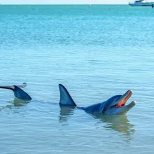 Help the Monkey Mia dolphins