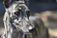 Stop greyhound racing in Australia
