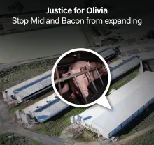 Justice for Olivia - stop Midland Bacon from expanding!
