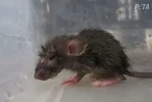 Little sweet mouse