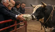 Bull image