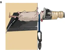 Modified from Figure 1 in Sun et al., 2025. Pathophysiology, blood biomarkers, and functional deficits after intimate partner violence-related brain injury: Insights from emergency department patients and a new rat model. Brain Behav Immun. doi: 10.1016/j.bbi.2024.09.030. | Deed - Attribution 4.0 International - Creative Commons