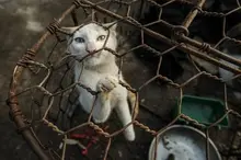 End the dog and cat meat trade in Southeast Asia