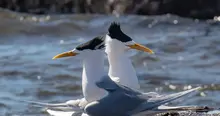 Australia’s birds need stronger protection from H5 bird flu