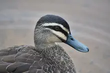 It’s time to ban native bird shooting  in South Australia