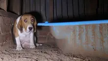 End Puppy and Kitten Farming in Australia