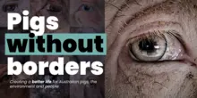 Pigs Without Borders petition