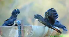 Help secure strong recovery plans for Australia’s endangered cockatoos.