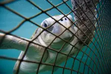 Get industrial fishing out of Australia’s marine parks