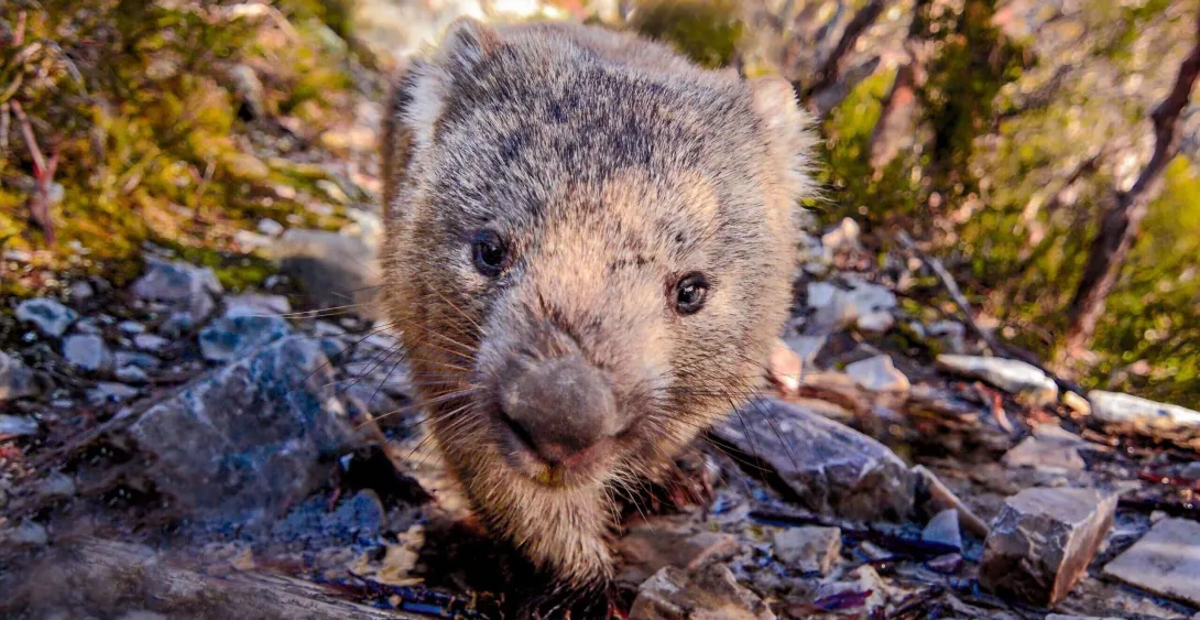 Stop the government-sanctioned killing of Australia’s native animals