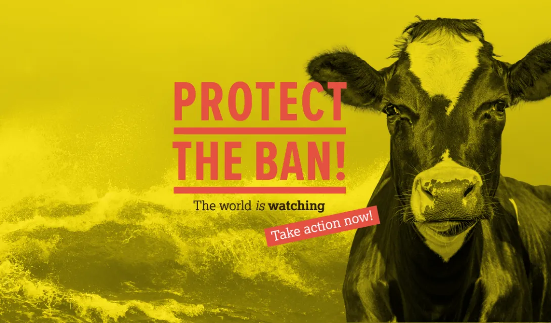 Protect the Ban on Live Export 