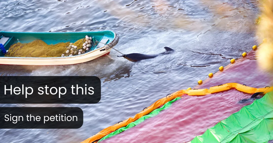 Stop the Taiji dolphin hunts