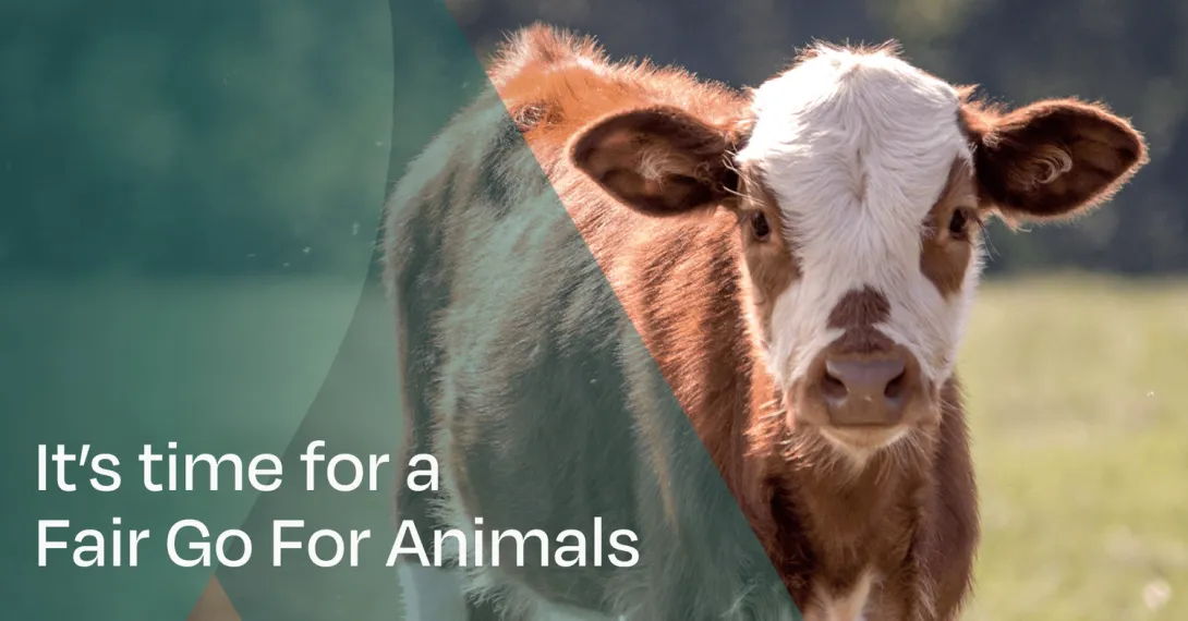 Together, we can transform the broken animal welfare system.