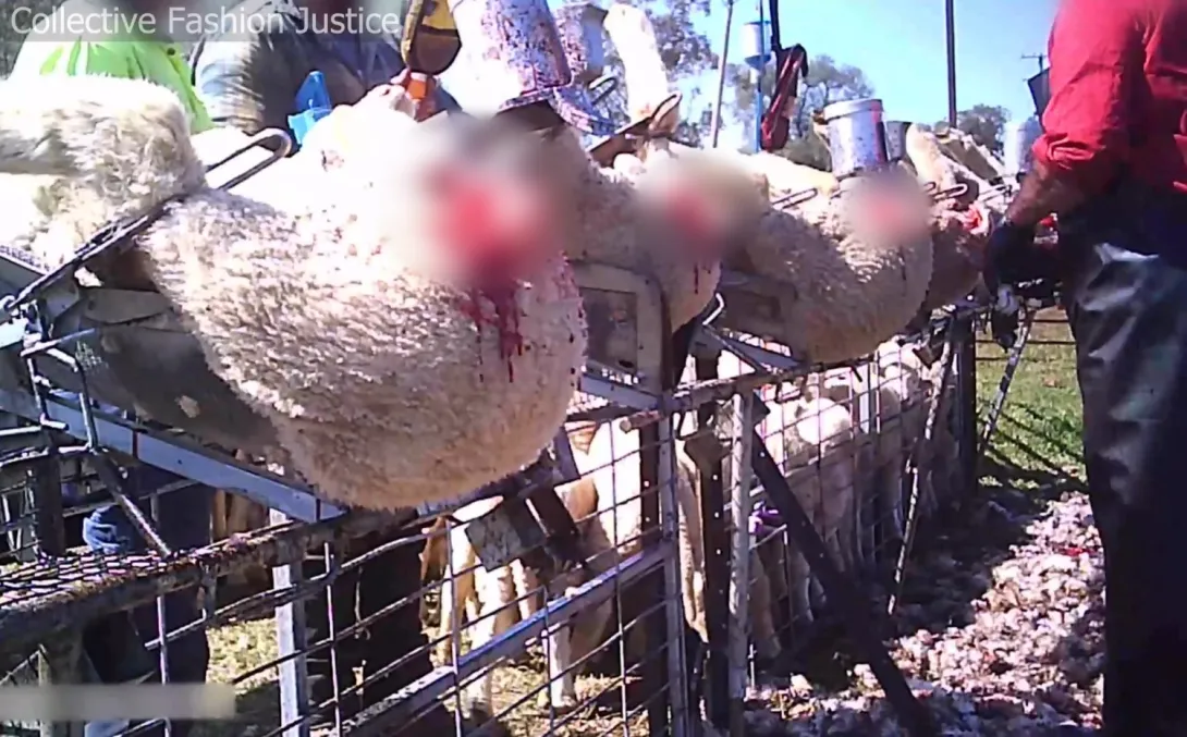 Tell Your Minister to End to Live Lamb Cutting Now