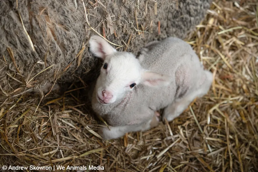 Call on Michael Kors to protect lambs