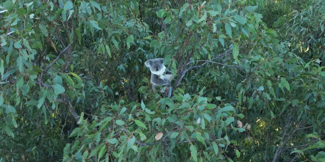 Save Woogaroo Forest