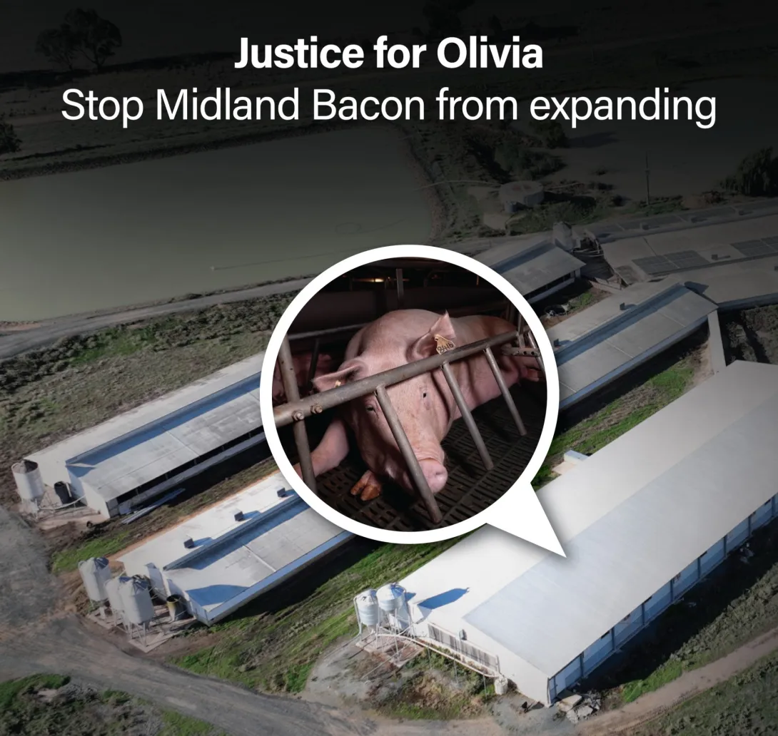 Justice for Olivia - stop Midland Bacon from expanding!