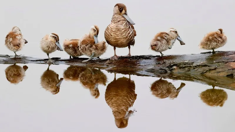 It’s time to ban native bird hunting in Victoria.